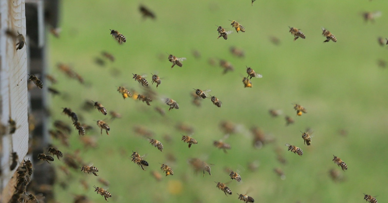 Μέλισσες, Μαρίνα Γιώτη