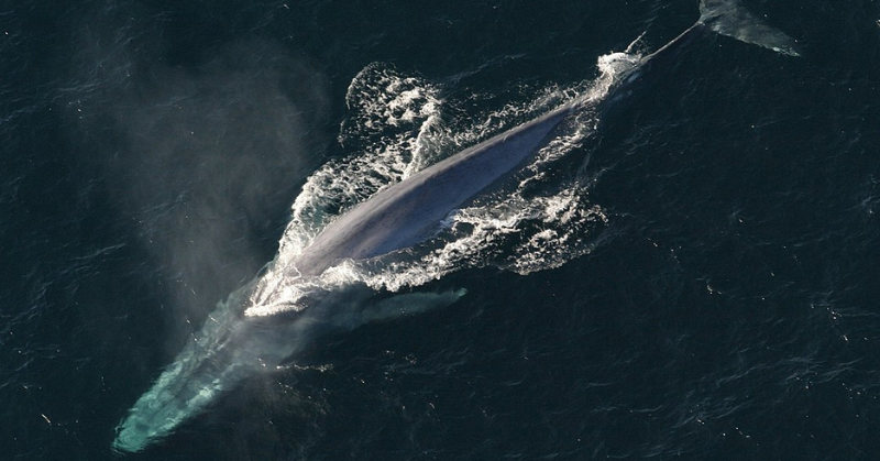 γαλάζια φάλαινα